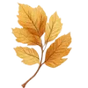 🍂