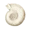 🐚