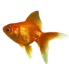 🐟