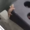 💩
