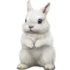 🐇