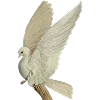 🕊