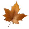 🍁