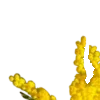 🌼