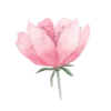 🌷