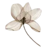 🌷