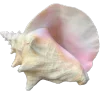 🐚