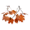 🍁