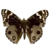 🦋