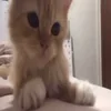 😻