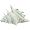 🐚