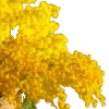 🌼