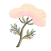 🌷
