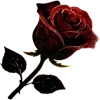 🌹