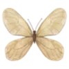 🦋