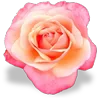 🌸