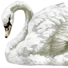 🦢