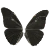 🦋