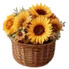 🌻