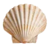 🐚