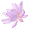 🌸