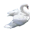 🦢