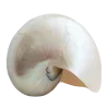 🐚