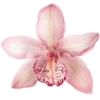 🌸