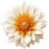 🌼