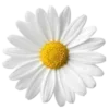 🌼