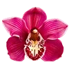 🌺