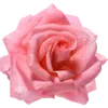 🌹