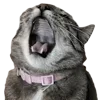🐈‍⬛