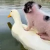 🦆