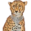 🐆