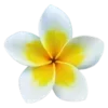 🌼
