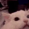 🤬
