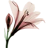 🌷
