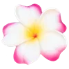 🌺