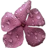 🌸