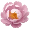 🌸