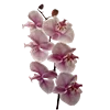 🌸