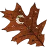 🍂