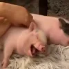 😴