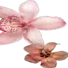 🌺