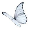🦋
