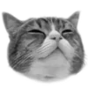 🐈‍⬛