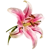 🌸