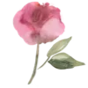 🌸
