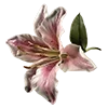 🌸